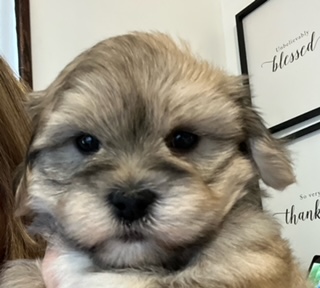 #havanesepuppies Silver Sable #havanese #christmaspuppy #xmasideas #christmaspresentideas #silverharborhavanese #whitechocolatehavanese  #blueeyesBlessey male Chocolate parti Havanese